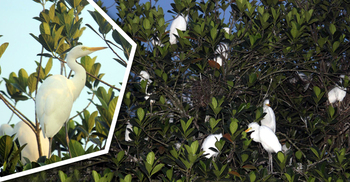 গাছে বক আর পানকৌড়ির বাসা, মনে হয় সাদা-কালো ফুল