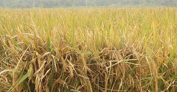 মিলনের উদ্ভাবিত নতুন জাতে বিঘায় ৪৩ মণ ধান