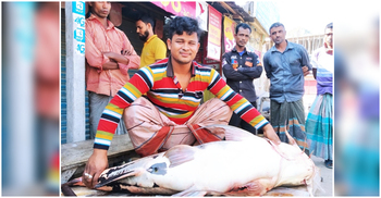 ব্রহ্মপুত্রে ধরা পড়লো ৪৫ কেজির বাঘাইড়, ৫৮ হাজারে বিক্রি