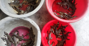 করমজলে প্রথমবারের মতো কুমিরের ডিমে শতভাগ বাচ্চা ফুটেছে