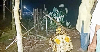 ভাঙনের মুখে স্বামীর কবর, পাশে নির্ঘুম রাতযাপন স্ত্রীর