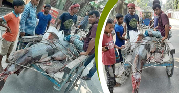 এক মাছে ভাগ্য ফিরল জেলের