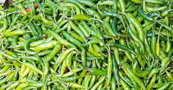 তিনদিনে কাঁচা মরিচের দাম কেজিতে বেড়েছে ১০০ টাকা