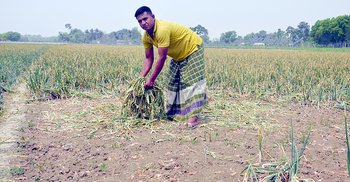 পেঁয়াজ-রসুন বাঁচাতে রাতে খেত পাহারা দিচ্ছেন চাষিরা