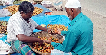 লক্ষ্মীপুরে হাজার কোটি টাকার সুপারি বিক্রির সম্ভাবনা
