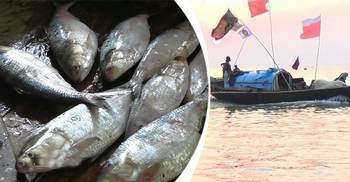 নিষেধাজ্ঞার মধ্যেই মেঘনায় ইলিশ ধরার ধুম!