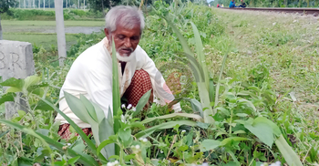 রেললাইনের দুই ধারে আব্দুল কাদেরের আনারস বিপ্লব