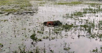 নিখোঁজের ২ দিন পর বিলে মিলল কিশোরীর মরদেহ