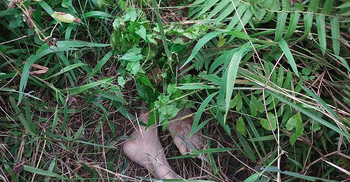 টেকনাফে গহীন পাহাড় থেকে বৃদ্ধের রক্তাক্ত মরদেহ উদ্ধার