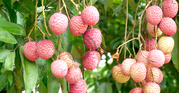 মঙ্গলবাড়িয়া লিচুতে এবার ১০ কোটি টাকা আয়ের আশা