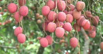 ‘মঙ্গলবাড়িয়া’ লিচু চাষে ভাগ্য বদল