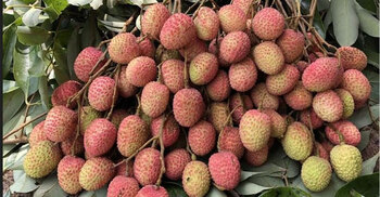 Litchi starts appearing in Rajshahi markets