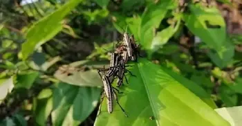 Insects found in Teknaf not locusts: Ministry