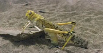 Jordan, Somalia, Pakistan declare national emergency over locust swarms