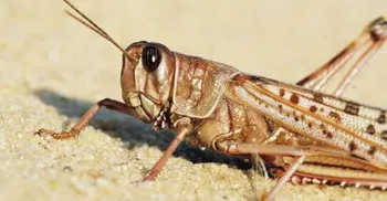 Desperate plea for funds to tackle Africa's locust