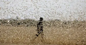 WB okays record $500 million to battle locust swarms