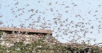 Drums to fight locusts in Jharkhand