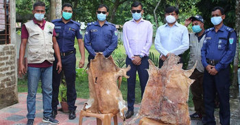 বড়লেখায় মায়া হরিণের চামড়া উদ্ধার
