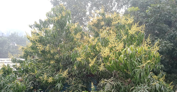 পৌষেই গাছে গাছে আমের মুকুল, ছড়াচ্ছে ঘ্রাণ