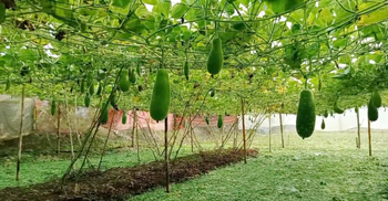 ভাসমান পদ্ধতিতে সবজি চাষে ভাগ্য বদল কৃষকের