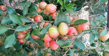 কাশ্মীরি আপেল কুল চাষে ১০ মাসে বদলে গেল প্রবাসীর ভাগ্য