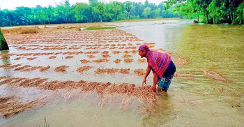 তিনদিনের বৃষ্টিতে পানিতে ভাসছে কৃষকের কাটা ধান
