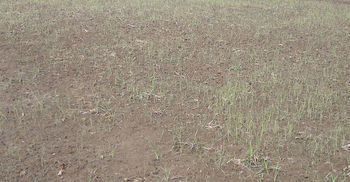 জাওয়াদে ক্ষতিগ্রস্ত মাগুরার সাড়ে ৪ হাজার হেক্টর জমির ফসল