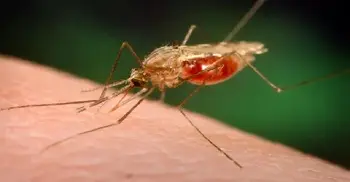 Oxford Covid jab team start final stage of malaria vaccine trials