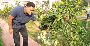 এক বাড়িতে ১৫ জাতের আম