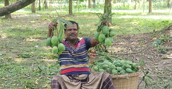 চাঁপাইনবাবগঞ্জে কম বৃষ্টিতে আমের ফলন বিপর্যয়, হতাশ চাষিরা