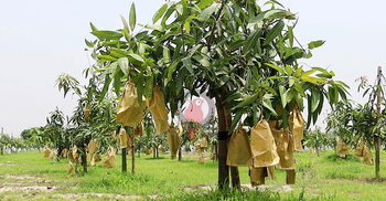 নওগাঁর ১০০ টন আম যাবে ৮ দেশে