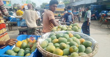 পাকা আমের সুবাসে মাতোয়ারা চাঁপাইনবাবগঞ্জ