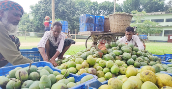 বানেশ্বর হাটে ঢলনে ‘মরণ’ আম ব্যবসায়ীদের