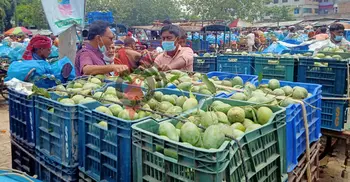 আম্রপালির প্রভাবে ফজলির বাজার মন্দা