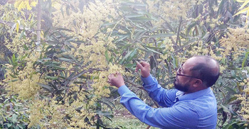 আমের মুকুল ঝরে পড়ার কারণ ও প্রতিকার