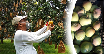 রাজশাহীর আমের বিদেশ যাত্রা আটকে দিলো করোনা