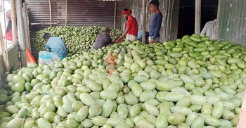 নওগাঁয় ঝরে পড়া আম বিক্রি হচ্ছে ২ টাকায়