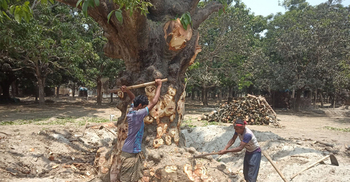 ক্ষোভে আম গাছ কেটে ফেলছেন ব্যবসায়ীরা