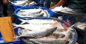 ইলিশে সয়লাব চাঁদপুরের মাছ ঘাট