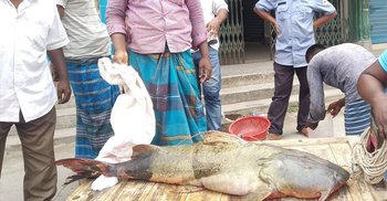 বিক্রির অপেক্ষায় পদ্মার ২৯ কেজি ওজনের বাঘাইড়