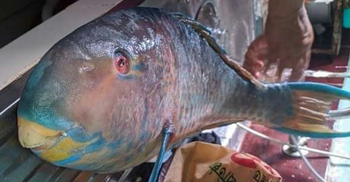 বঙ্গোপসাগরে ধরা পড়ল বিরল প্রজাতির মাছ