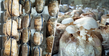 ৬০ টাকায় মাশরুম চাষ শুরু করে এখন কোটিপতি