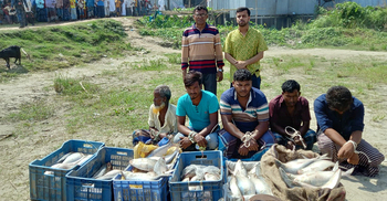 শরীয়তপুরে পাঁচ মণ ইলিশসহ আটক ৫ জনের কারাদণ্ড