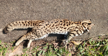 রাস্তার পাশে মেছোবাঘের মৃতদেহ, আতঙ্কিত এলাকাবাসী