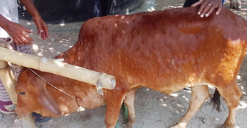 মেহেরপুরে ছড়াচ্ছে ‘লাম্পি স্কিন’ রোগ, মরছে গরু