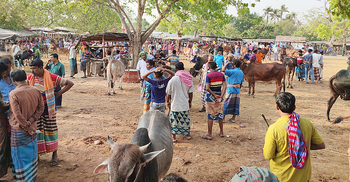 লকডাউনে চলছে পশুহাট