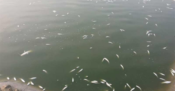 গাংনীতে বিষ দিয়ে এক মাসে ৫০ লাখ টাকার মাছ নিধন
