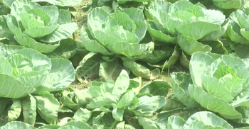 ভেজাল বীজে মেহেরপুরে চাষিদের মাথায় হাত