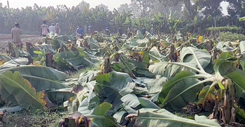 প্রার্থীর ৪০০ কলাগাছ কেটে দেওয়ার অভিযোগ বিজয়ী মেম্বারের বিরুদ্ধে