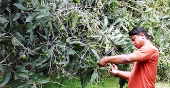 ভেস্তে যাচ্ছে মেহেরপুরের হিমসাগর ও ল্যাংড়া চাষিদের স্বপ্ন